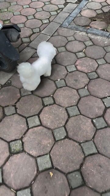 Chó Bichon đực 2 tuổi Trắng. Mua bán Chó tại Quận Thanh Xuân Hà Nội được đăng bởi phan lê hùng  hình 1