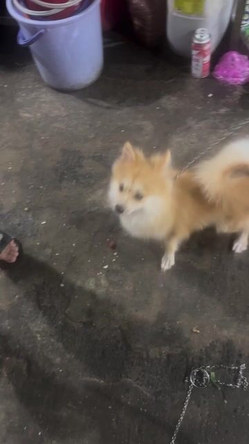 Chó Phốc Sóc Cái Nâu vàng Đã tiêm phòng. Mua bán Chó tại Huyện Hóc Môn Tp Hồ Chí Minh được đăng bởi hưng hình 1