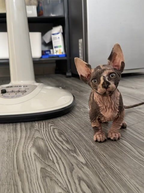 Mèo Munchkin không lông đực con. Mua bán Mèo tại Thành phố Thủ Đức Tp Hồ Chí Minh được đăng bởi minh chiến hình 1