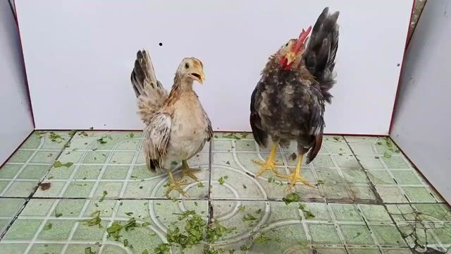 TRỐNG XÁM ĐIỀU & MÁI VÀNG SERAMA 33