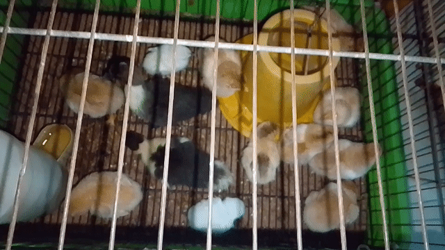 Gà Tàu Vàng con trên 2 tuần tuổi. Mua bán Gà tại Huyện Mỏ Cày Bắc Bến Tre được đăng bởi Mr Danh hình 1