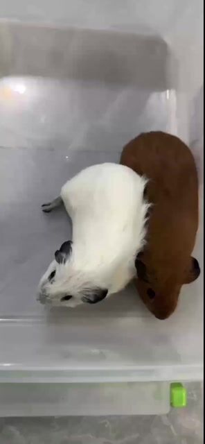 Bọ cali đực 2 bé. Mua bán Thú cưng khác tại Huyện Củ Chi Tp Hồ Chí Minh được đăng bởi Nguyễn Ngọc Thạch hình 1