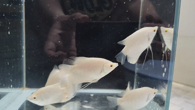 Cá phát tài Albino. Mua bán Thú cưng khác tại Quận Bình Tân Tp Hồ Chí Minh được đăng bởi Minh Tâm hình 1