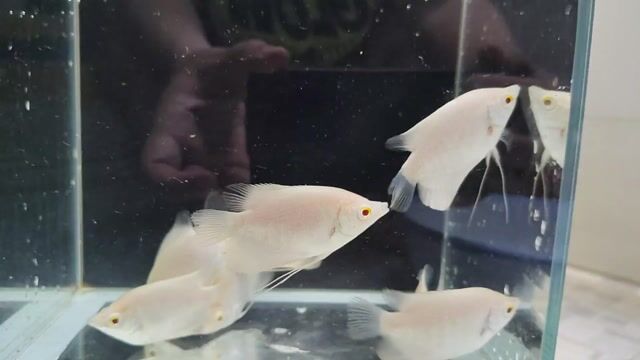 Cá phát tài Albino. Mua bán Thú cưng khác tại Quận Bình Tân Tp Hồ Chí Minh được đăng bởi Minh Tâm hình 1