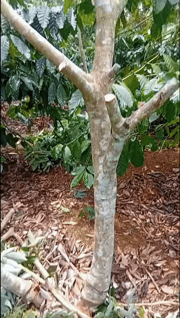 Cây ăn quả Mít Vải Nhãn Công trình bóng mát. Mua bán Cây cảnh, đồ trang trí tại Huyện Cư M'gar Đắk Lắk được đăng bởi viet hình 1