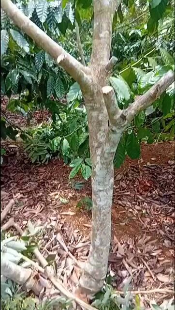 Cây ăn quả Mít Vải Nhãn Công trình bóng mát. Mua bán Cây cảnh, đồ trang trí tại Huyện Cư M'gar Đắk Lắk được đăng bởi viet hình 1