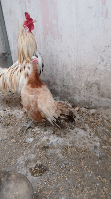 Gà đá Cuban nhiều màu. Mua bán Gà tại Quận 10 Tp Hồ Chí Minh được đăng bởi Dung Le Chi hình 1