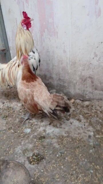 Gà đá Cuban nhiều màu. Mua bán Gà tại Quận 10 Tp Hồ Chí Minh được đăng bởi Dung Le Chi hình 1