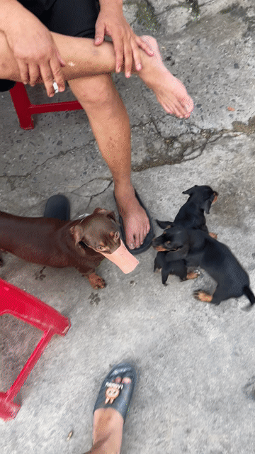 Lạp xưởng ( Dachshund) - chó thần tài , bắt chuột. Mua bán Chó tại Quận Thanh Khê Đà Nẵng được đăng bởi Chaien Pet Shop hình 1