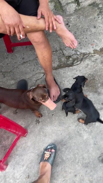 Lạp xưởng ( Dachshund) - chó thần tài , bắt chuột. Mua bán Chó tại Quận Thanh Khê Đà Nẵng được đăng bởi Chaien Pet Shop hình 1