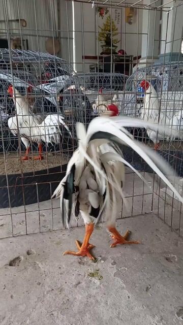 asil mỹ f1 .3k2.tay 1cụt. không máu Việt. Mua bán Gà tại Quận Ô Môn Cần Thơ được đăng bởi Trại gà đá sai phan hình 1