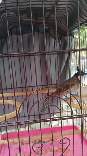 Chim chào mào . Mua bán Chim tại Thị xã Phú Mỹ Bà Rịa - Vũng Tàu được đăng bởi BảoNguyễn hình 1