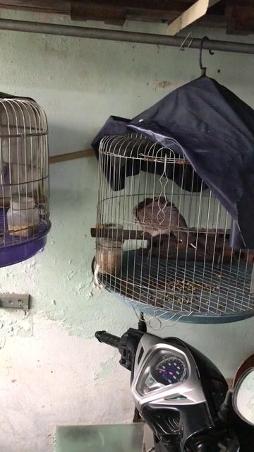 Cu việt. Mua bán Chim tại Huyện Nhà Bè Tp Hồ Chí Minh được đăng bởi BN hình 1