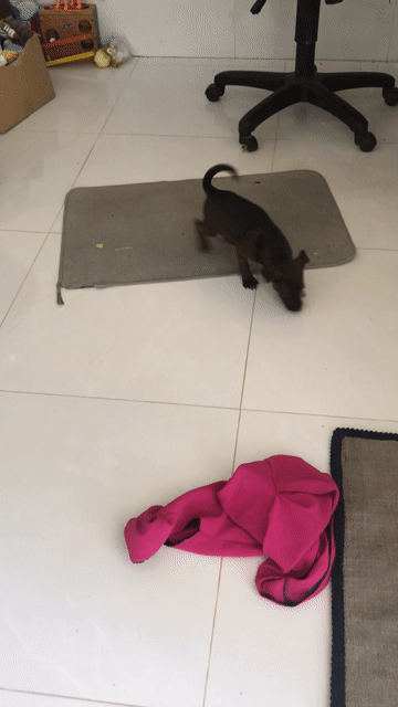 Chó Pitbull lai cỏ nâu to con. Mua bán Chó tại Thành phố Sa Đéc Đồng Tháp được đăng bởi Trần Thị Tươi  hình 1