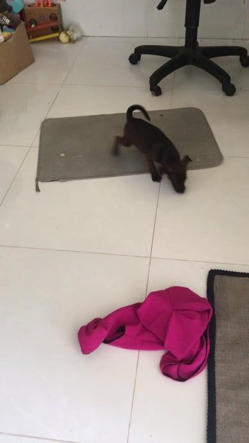 Chó Pitbull lai cỏ nâu to con. Mua bán Chó tại Thành phố Sa Đéc Đồng Tháp được đăng bởi Trần Thị Tươi  hình 1