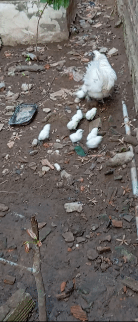 gà ác 3con 100k. Mua bán Gà tại Quận Ô Môn Cần Thơ được đăng bởi PI PETS dhth ct hình 1
