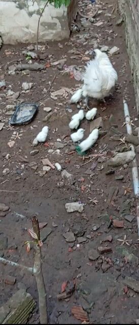 Gà ác vài ngày tuổi Trắng. Mua bán Gà tại Quận Ô Môn Cần Thơ được đăng bởi PI PETS dhth ct hình 1