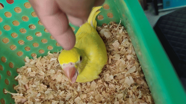 Vẹt Ringneck Lutino non khỏe mạnh. Mua bán Chim tại Huyện Hóc Môn Tp Hồ Chí Minh được đăng bởi Hiển Lê hình 1