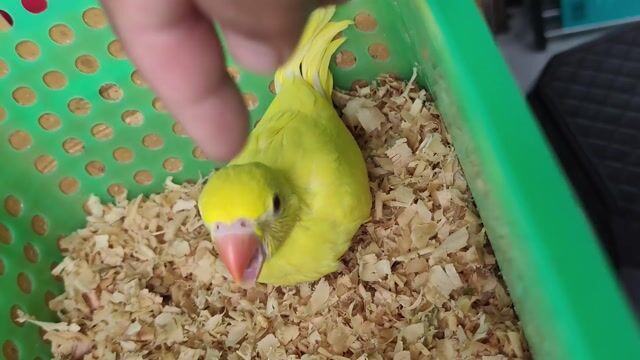 Vẹt Ringneck Lutino non khỏe mạnh. Mua bán Chim tại Huyện Hóc Môn Tp Hồ Chí Minh được đăng bởi Hiển Lê hình 1