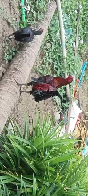 Gà Peru Cả hai Đen, Đỏ, Xanh 3 con. Mua bán Gà tại Huyện Cờ Đỏ Cần Thơ được đăng bởi pêru kensol mung hình 1