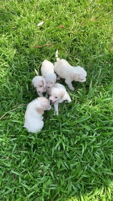 Chó beagle. Mua bán Chó tại Quận 8 Tp Hồ Chí Minh được đăng bởi Nguyễn Mạnh  hình 1