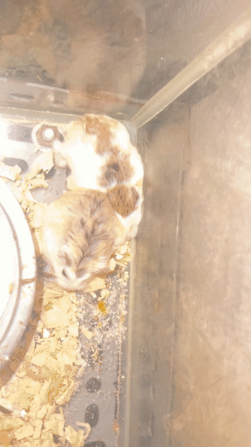 Chuột Hamster Robo Trắng. Mua bán Thú cưng khác tại Quận 12 Tp Hồ Chí Minh được đăng bởi Thành Trung hình 1