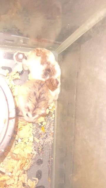 Chuột Hamster Robo Trắng. Mua bán Thú cưng khác tại Quận 12 Tp Hồ Chí Minh được đăng bởi Thành Trung hình 1