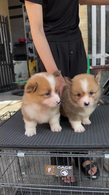 Chó Corgi Lông Dài Sẵn Tại 04 Bàu Năng 1. Mua bán Chó tại Quận Liên Chiểu Đà Nẵng được đăng bởi Pet House hình 1
