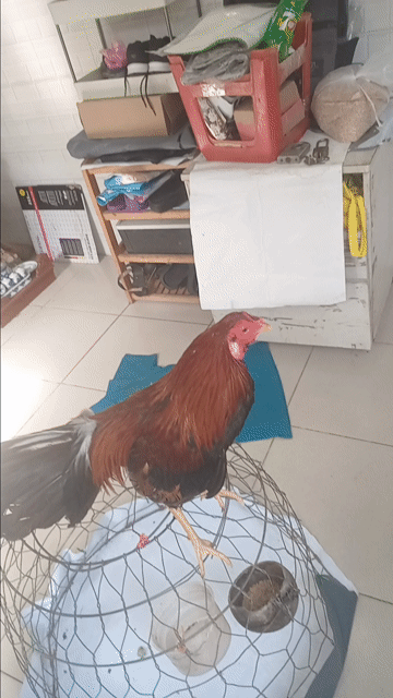 Gà tre Điều lai Mỹ trống 6 tháng Điều. Mua bán Gà tại Quận 8 Tp Hồ Chí Minh được đăng bởi Trần Quang Thuận hình 1