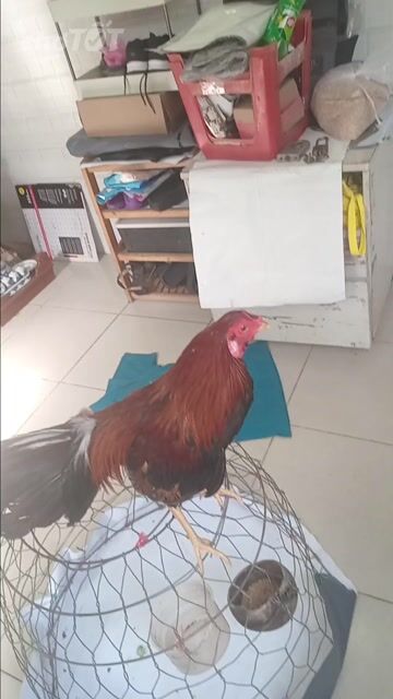 Gà tre Điều lai Mỹ trống 6 tháng Điều. Mua bán Gà tại Quận 8 Tp Hồ Chí Minh được đăng bởi Trần Quang Thuận hình 1