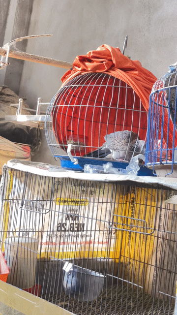 Chim Cu gáy Mã Lai Đang lên gù. Mua bán Chim tại Quận Ninh Kiều Cần Thơ được đăng bởi Chuyên gà đá  hình 1