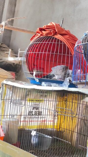 Chim Cu gáy Mã Lai Đang lên gù. Mua bán Chim tại Quận Ninh Kiều Cần Thơ được đăng bởi Chuyên gà đá  hình 1