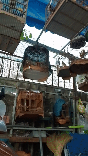 chim chích chòe luôn lồng bao dạn đút sâu dế. Mua bán Chim tại Thành phố Dĩ An Bình Dương được đăng bởi Tien Dat hình 1