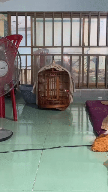 Chim chích chòe than Mép vàng bổi chuyền. Mua bán Chim tại Huyện Bình Chánh Tp Hồ Chí Minh được đăng bởi hải lê hình 1