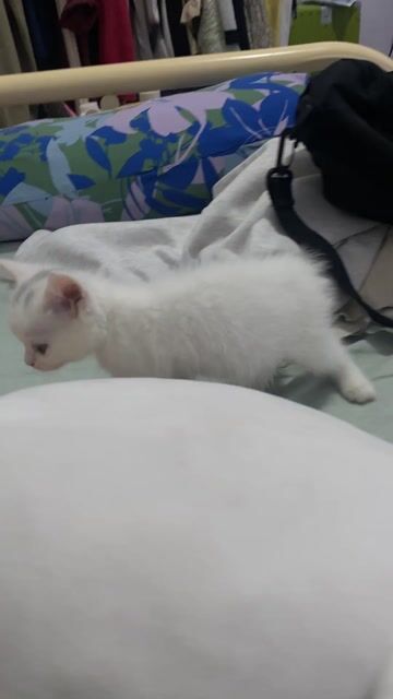 mèo anh lông ngắn đực 2 tháng siêu đẹp giá rẻ sv. Mua bán Mèo tại Thành phố Buôn Ma Thuột Đắk Lắk được đăng bởi Quang Trường hình 1