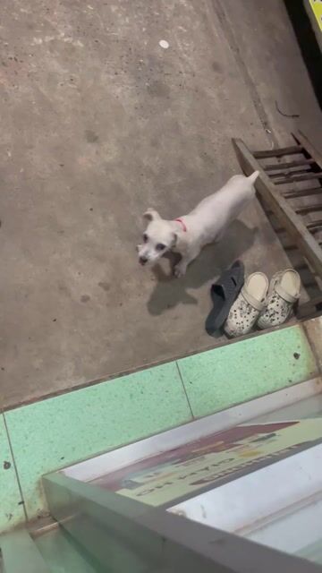 vì không có thoài gian chăm sóc bé. Mua bán Chó tại Huyện Bàu Bàng Bình Dương được đăng bởi Đề Seven hình 1