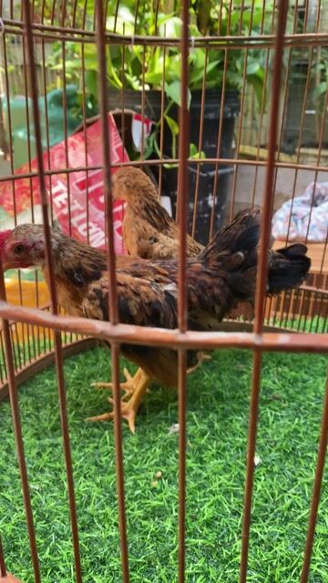 Gà Nâu Đen. Mua bán Gà tại Huyện Thống Nhất Đồng Nai được đăng bởi Thiên Vân hình 1