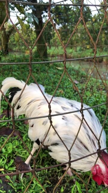 bướm nòi đẹt 1.8kg. Mua bán Gà tại Huyện Cờ Đỏ Cần Thơ được đăng bởi Hữu Thừa  hình 1