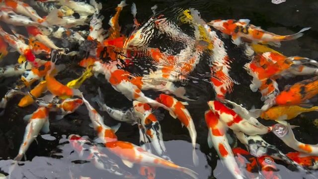 Bán cá koi size 25-50. Mua bán Thú cưng khác tại Huyện Hóc Môn Tp Hồ Chí Minh được đăng bởi tran ngoc sang hình 1