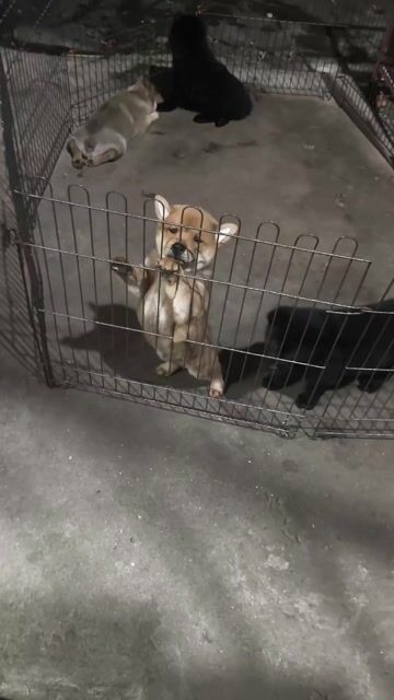 Chó mông cộc đực lưỡi đen. Mua bán Chó tại Quận Gò Vấp Tp Hồ Chí Minh được đăng bởi Lan Phương hình 1