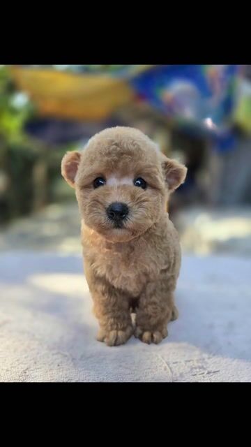 Poodle tai Gấu đực tiny mix tecup nhỏ xíu. Mua bán Chó tại Thành phố Thủ Đức Tp Hồ Chí Minh được đăng bởi Ân Ân chuyên chó cảnh đẹp thuần  hình 1