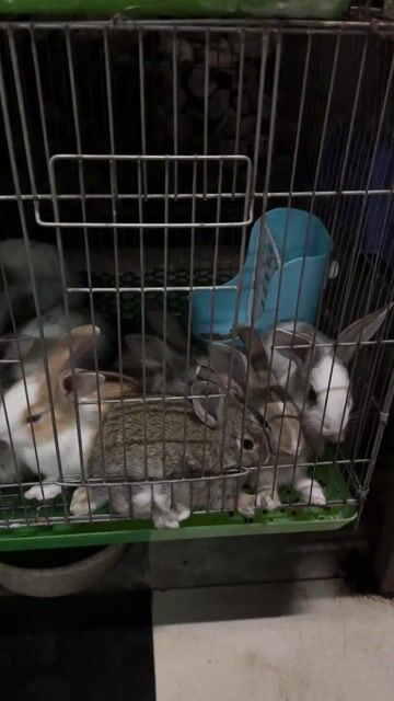 Thỏ con nhiều màu. Mua bán Thú cưng khác tại Quận Bình Thạnh Tp Hồ Chí Minh được đăng bởi Nông trại thỏ và bọ hình 1