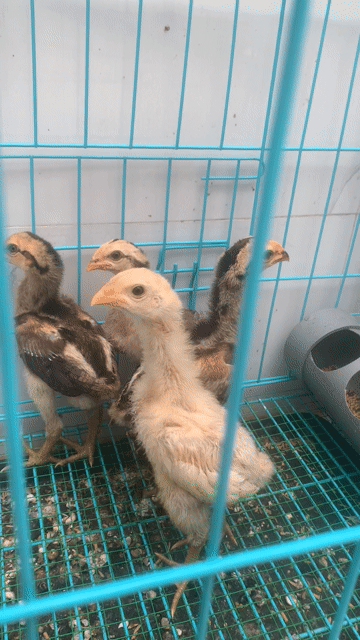 Gà nòi Bình Định thuần chủng 1 tháng. Mua bán Gà tại Quận Phú Nhuận Tp Hồ Chí Minh được đăng bởi THANH NAM hình 1
