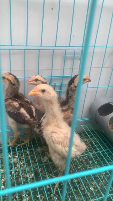 Gà nòi Bình Định thuần chủng 1 tháng. Mua bán Gà tại Quận Phú Nhuận Tp Hồ Chí Minh được đăng bởi THANH NAM hình 1