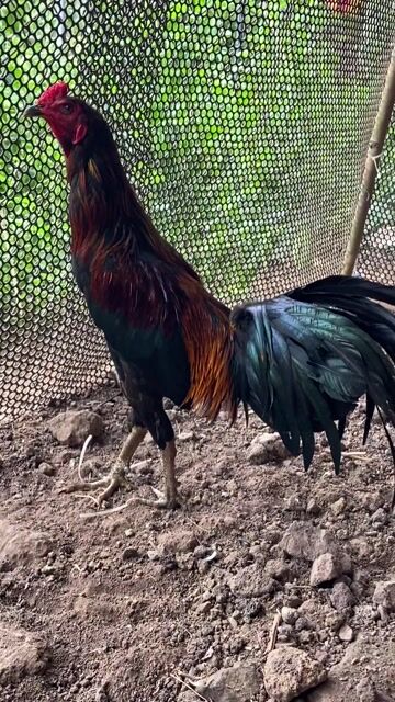 2k1 tơ mới gáy gà còn lên nhiều. Mua bán Gà tại Huyện Châu Đức Bà Rịa - Vũng Tàu được đăng bởi gà gia công hình 1
