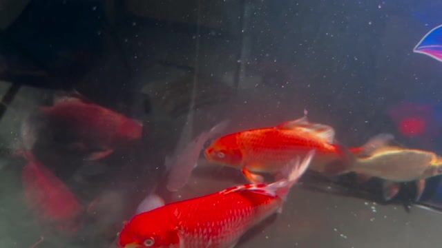 e mị nương ngọc lam. Mua bán Thú cưng khác tại Quận Ninh Kiều Cần Thơ được đăng bởi a thịnh hình 1