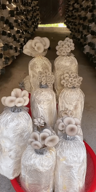 Nấm bào ngư tươi ngon. Mua bán Đồ ăn, thực phẩm và các loại khác tại Quận Ô Môn Cần Thơ được đăng bởi Shop hoài nhơn hình 1