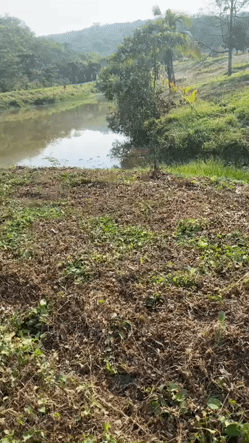 Mua bán Đất Huyện Bù Đăng Bình Phước diện tích 40000 m² giá 13 tỷ