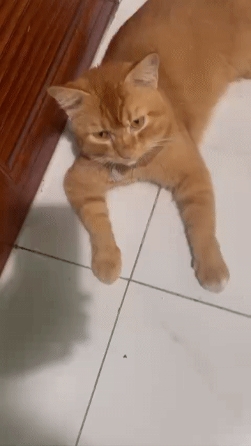 Mèo anh lông ngắn , tabby và mèo 34. Mua bán Mèo tại Quận 12 Tp Hồ Chí Minh được đăng bởi Tên chưa cung cấp hình 1
