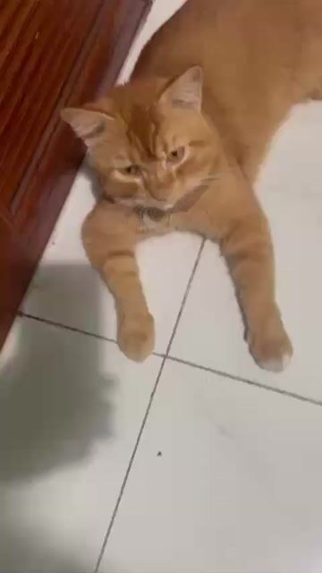 Mèo anh lông ngắn , tabby và mèo 34. Mua bán Mèo tại Quận 12 Tp Hồ Chí Minh được đăng bởi Tên chưa cung cấp hình 1